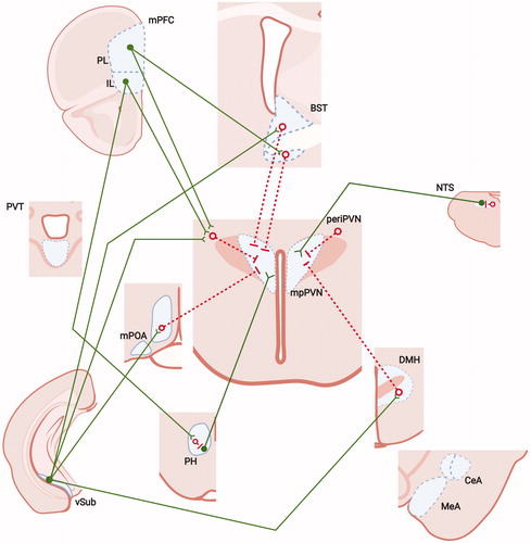 Figure 1. Neural mechanisms of acute stress inhibition. As noted, the CRH containing region of the medial parvocellular paraventricular nucleus (PVN) receives substantial inhibitory input from hypothalamic (medial preoptic nucleus (mPOA), dorsomedial nucleus (DMH), periPVN zone and medial forebrain structures (bed nucleus of the stria terminalis, BST). The regions receive excitatory inputs from forebrain structures such as the IL infralimbic (IL) and prelimbic (PL) cortices and the ventral subiculum (vSUB), which are thought to mediate trans-synaptic inhibition of HPA axis stress responses. Upstream limbic pathways may also limit drive of the PVN by way of local, intranuclear inhibition of HPA axis excitatory circuits, e.g. the nucleus of the solitary track (NTS) and/or posterior hypothalamus (PH). Open red circles and red lines: inhibitory (e.g. GABAergic) neurons/connections; closed green circles and green lines: excitatory (e.g. glutamatergic) neurons and connections. Figure modified from Herman et al. (Citation2005), with permission, and were created with Biorender.com.