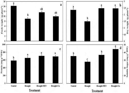 Figure 1. Fresh weight (A) and Dry weight (B) in canola plant and protein content (C) and soluble sugar content (D) in canola seed under drought, PEN, and Ca treatment. Vertical bars indicate Means ± SE based on three replicates. Different letters above columns indicated significant (P < 0.05) differences.