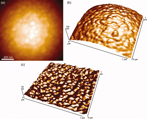Figure S6. AFM images of a silica bead, revealing the finer surface structures. (a) A topographical image, (b) a 3-d representation, and (c) an artificially shaded and leveled 3-d image showing the fine surface features. The imaging was performed with the bead attached to a lever and scanned over a calibration grid, ie reverse imaging.