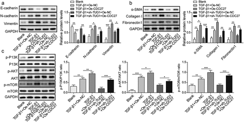 Figure 6. Overexpression of CDC27 counteracted lncRNA TUG1 depletion-mediated inhibition in EMT and fibrinogenesis in TGF-β1-exposed RLE-6TN cells.