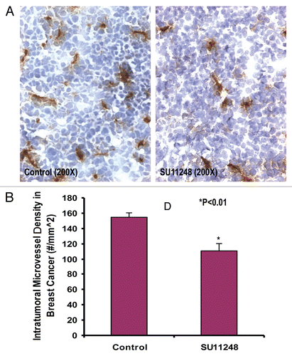 Figure 2 The digital images of CD31 immunohistochemistry staining in OCT-embedded cryosections of mouse breast cancer tumors obtained from the control and SU11248-treated mice (A). Sections were incubated with rat anti-mouse CD31 antibody followed by mouse antirat IgG (Vector laboratories, Burlingame, CA), Extravadin Peroxidase (Sigma, St. Louis, MO) and peroxidase substrate (Vector laboratories, Burlingame, CA). Sections were counterstained with hemotoxylin. The brown staining indicated microvascular vessels. Morphometric analysis (B) indicated that SU11248 treatment caused a significant decrease in average microvessel density (AMVD, the number of microvessels per mm2 area) of breast cancer tumors compared to the control breast cancer tumors (155 ± 6 vs. 111 ± 10 microvessels number per mm2; n = 8; p < 0.01).