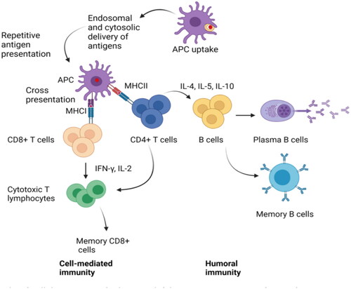 Figure 5. Liposome nanomaterials in vaccine delivery.Note: Liposome vaccines with targeting ligands are captured by DC and activate cells through pattern recognition receptors, producing T cell-mediated immune responses, and mediating antigen presentation to T cell receptors, causing APC maturation with antigen processing and presentation.