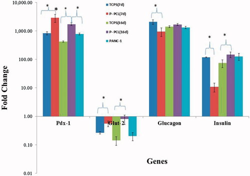 Figure 6. Gene expression profile of cells differentiated on P-PCL and TCPS on day 7 and 16. The cells were maintained in induction medium for 7 and 16 days and analyzed for expression of pancreatic markers. The column ratio is the expression rate of genes compared with untreated cells. GAPDH is shown as a control for RNA sample quality. Rest software was used for gene expression analysis using real-time PCR data. Asterisks show significance expression rate. *p ≤ .05.