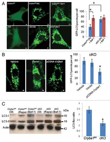 Figure 7. Decreased autophagy in RPE deficient in Cryba1. (A) Cryba1fl/fl and cKO cells were transfected with GFP-LC3. GFP-LC3 was uniformly distributed in both cell types (left panels). Following autophagy induction (St), GFP fluorescence appeared as punctate spots representing autophagosomes and autolysosomes, which were more dense in the cKO cells than in Cryba1fl/fl. Bafilomycin A1 (Baf-1, right panels) increased puncta density in Cryba1fl/fl, but had no obvious effect in the cKO cells. The histogram demonstrates a statistically significant increase in puncta in Cryba1fl/fl following treatment with bafilomycin A1, but no such increase in cKO cells. After autophagy induction, cKO cells had about twice as many puncta as Cryba1fl/fl cells. Bar: 30 μm. (B) GFP-LC3-positive puncta were significantly diminished in the cKO cells when CRYBA1 was overexpressed. Empty vector had no effect. Bar: 30 μm. (C) Level of LC3-II is increased to greater extent by 12 h of starvation (st) in cKO cells than in Cryba1fl/fl. Exposure to 20 nM rapamycin (Rapa) for 12 h also increased LC3-II levels, especially in the cKO cells. Bafilomycin A1 markedly increased LC3-II in both cell types. The histogram shows that the LC3-flux ratio (speed of autophagy) is decreased by ~50% in cKO cells. In all panels, graphs show mean values and error bars represent s.d. from a triplicate experiment, representative of at least 3 independent experiments. For the quantification of GFP-LC3 puncta, at least 100 cells per group were counted and the percentage of GFP-LC3 puncta as shown are the mean ± s.d. of 3 individual experiments (in A and B). Statistical analysis was performed by a 2-tailed Student t test: *P < 0.05.