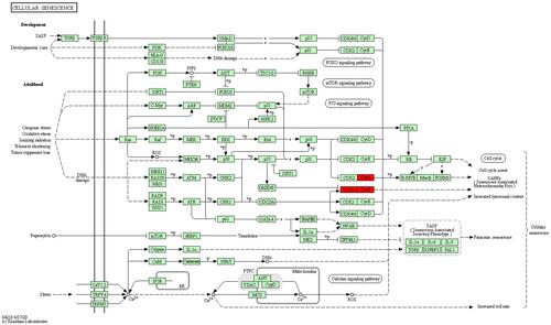 Figure 5 Cell senescence signaling pathway. The CDK1 gene cluster (in red) participates in the cell senescence-signaling pathway, which interacts with both the PI3K signaling pathway and the cell cycle.