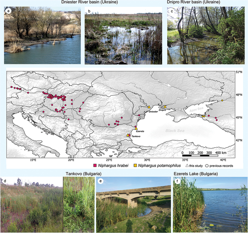 Figure 1. Sampling sites and biotopes where Niphargus hrabei and N. potamophilus were collected: A, B, Dniester River (Ukraine); C, Dnipro River (Ukraine); D, E, Tankovo (Bulgaria); F, Ezerets Lake (Bulgaria).