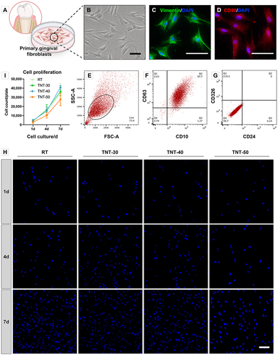 Figure 2 Cell identification and proliferation estimation of human gingival fibroblasts. Primary gingival fibroblasts were isolated from healthy gingiva of donor and cultured carefully (A). Typical spindle-shaped morphology of human gingival fibroblasts was observed under bright field image (B). Vimentin (C) and CD90 (D) expression of HGFs was visualized by indirect immunofluorescence assay. Forward scatter (FSC-A) plot against side scatter (SSC-A) plot was used to gate fibroblasts and to exclude cell debris (E). CD10 and CD63 served as positive markers of HGFs with 97.7% of gated cells (F) while CD24 and CD326 served as negative markers (G). Equal amount of HGFs were seeded on the surface of Ti disks of different groups (RT/TNT-30/TNT-40/TNT-50) and grew on consecutive 1/4/7 days (H). One blue dot of DAPI represented a single cell of fibroblast. The results of cell counts showed that there was no significant difference in aspect of cell proliferation between groups at each timepoint, indicating the favorable biocompatibility of nanotubes array on titanium surface (I). (Scale bar = 100 μm in B, C, D, and H).