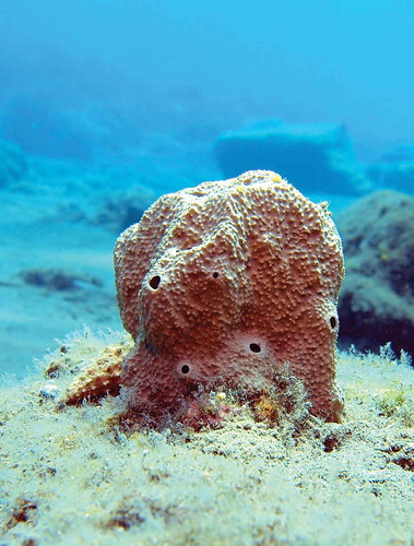 Figure 1. A massive specimen of Ircinia retidermata on shallow rocks at Kos in 2013 (underwater photograph by G. Chrisopoulous).