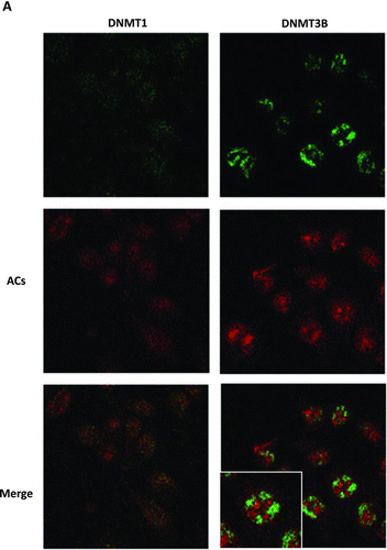 FIG. 2 Cellular uptake of anthocyanins (ACs) and their colocalization with DNMT proteins in HCT116 cells. A: ACs differentially localize with DNMT1 and DNMT3B in HCT116 cells. B: ACs inhibit c-Myc mRNA expression in HCT116, Caco2 and SW480 cells. C: c-Myc and DNMT3B do not bind with one another in HCT116 cells. (Continued)