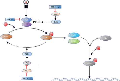 Figure 2 Targets of some miRNAs in the PI3K/Akt signaling pathway. There are three main points in this diagram: (1) PI3K receives signals from tyrosine kinases and G protein-coupled receptors. p110 subunits bind to p85 subunits recruited near the plasma membrane, converting PIP2 to PIP3. (2) PIP3 binds to Akt and translocates it to the cell membrane. (3) Akt is activated by phosphorylation of threonine and serine, respectively, with the assistance of PDK1 and PDK2. (4) The targets of action of some miRNAs are also labeled in the figure. The miRNAs involved in this signaling pathway are all antifibrotic miRNAs.