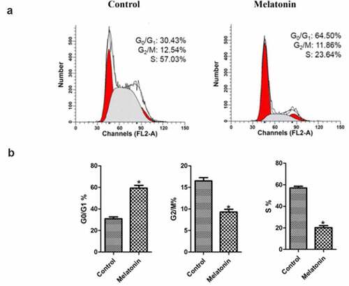 Figure 3. Effect of melatonin on cell cycle of LC cells. Control: the blank control group; Melatonin: the melatonin group. (a): the distribution of cells in each treatment group. (b): bar graphs with errors bars obtained from 3 replicates per cell cycle growth phase. *Compared with the control group, there existed a statistical significance, P < 0.05.