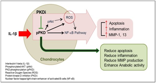 Figure 5 Hypothetical model of PKDi confers resistance against IL-1β-induced stress of chondrocytes. IL-1β induces activation of PKD. Activated PKD, in turn, contributes to activation of Akt, generation of ROS, and activation of NFκB. These lead chondrocytes to undergo apoptosis and inflammation that results in the degradation of ECM and hence OA. PKDi attenuates the deteriorating effects of IL-1β by inhibiting PKD activity in articular chondrocytes.