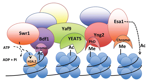 Figure 2 Model highlighting the SWR1-C and NuA4 complexes with their respective “reader” and “writer” subunits containing signature domains that bind to acetyl- or methyl-groups on histones. The SWR1-C subunit Bdf1 has bromodomains that bind to acetylated histones and NuA4 subunits Yng2 and Esa1 have a PhD finger and chromodomain, respectively, that bind to methylated histones.Citation37 Note that the YEATS domain of Yaf9 binding to acetyl groups on histones is speculative in nature and requires further experiments to provide support. Furthermore, it is possible that the subunits bind to the same nucleosome rather than multiple nucleosomes as shown.