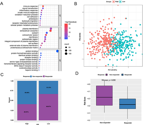 Figure 8 GO enrichment analysis immunotherapy responses in high and low-risk score groups. (A) GO enrichment analysis results; (B) PCA plot; (C) the proportion of patients responding to immunotherapy; (D) risk score between different clinical response groups.