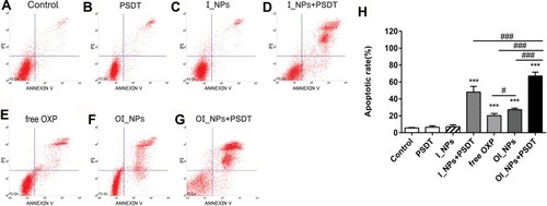 Figure 6 Apoptosis in ID8 cells, as detected by ﬂow cytometry 24 h after different treatments. (A) Control; (B) PSDT; (C) I_NPs; (D) I_NPs + PSDT; (E) free OXP (F) OI_NPs; (G) OI_NPs+PSDT. (H) Statistical results of triplicate experiments. Results are presented as means ± SD. Data were analyzed by the Student’s t-test and ANOVA. Levels of significance are indicated as ***P<0.001 versus control group. #P<0.05 and ###P<0.001 between groups.Abbreviations: ICG, indocyanine green; OXP, oxaliplatin; PFP, perfluoropentane; I_NPs, ICG and PFP loaded nanoparticles; OI_NPs, ICG, PFP and OXP loaded nanoparticles; PSDT, photo–sonodynamic therapy; SD, standard deviation.