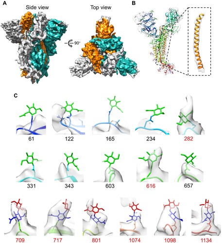 Figure 3. Cryo-EM structure of the trimeric S-2P and glycosylation features. (A) The 4.4-Å density map of the prefusion S trimer (S-2P), colored by protomer. (B) Model of a monomer of the prefusion S (PDB no. 6VSB, rainbow colored) was fitted into the density map of S-2P. (C) Close-up views of 16 N-linked glycan sites with decorated oligosaccharides from one S protein monomer fitted into the 4.4-Å density map. The residues with corresponding glycan densities are marked as residue number (red).