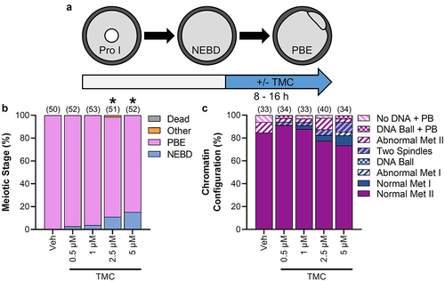 Figure 8. PP1 inhibition from metaphase I onwards impairs meiosis I exit, but has no impact on meiotic abnormalities. (a) Schematic representation of the experimental design. Prophase I oocytes were released from meiotic arrest into standard culture medium for 8 h before being cultured in medium containing TMC (0.5–5 µM) or vehicle control (0.1% DMSO). (b) Graphical representation of meiotic stage based on phase microscopy at 16 h into culture. Bar graph shows the percentage of oocytes at each meiotic stage. n = 50–52 oocytes over two replicates. * denotes a significant difference from Veh control oocytes (Fisher’s exact test). For the total number of oocytes at each meiotic stage see Supplemental Table 3. (c) Graphical representation of the meiotic stage and DNA morphology of oocytes at 16 h into culture. Solid colors represent normal DNA morphology for the meiotic stage, and hatched colors represent abnormal DNA morphology for the meiotic stage. n = 33–40 oocytes over two replicates.