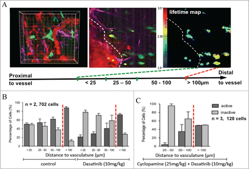Figure 3. Shifting of spatial distribution of Src activity distant from local vasculature after drug treatment, as revealed by intravital imaging. (A) Innate gradient of Src activity distant from tumor vasculature, visualized by FLIM-FRET in conjunction with the quantum dot signal. (B) Quantification of shift in distribution of Src activity in single cells in relation to vessel proximity after dasatinib treatment (C) or after dasatinib treatment in combination with an ECM inhibitor (cyclopamine). Columns, mean; bars, standard errors. Figure, rearranged and reproduced from original highlighted paper (Citation8 courtesy of Cancer Research).