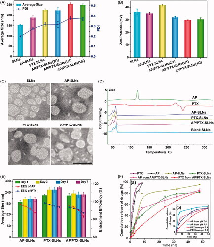 Figure 1. In vitro characterization of the AP/PTX-SLNs. (A) The average size and PDI of the SLNs, the AP-SLNs, the PTX-SLNs and the AP/PTX-SLNs. (B) The zeta potential of the four formulations. (C) TEM images of the four formulations. Scale bar: 200 nm. (D) Differential scanning calorimetry (DSC) thermograms of the AP/PTX-SLNs. (E) The encapsulation efficiency and stability of the AP-SLNs, the PTX-SLNs and the AP/PTX-SLNs at different time intervals. (F) Release profiles of AP and PTX from the formulations in PBS with 20% ethanol at pH 7.4 (a); the influence of pH (5.5 and 7.4) on the release of AP and PTX from the AP/PTX-SLNs (b).