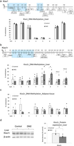 Figure 3. DNA methylation status of Kiss1 and Kiss1r promoters and a link between Kiss1r hypermethylation and Kiss1r downregulation at the protein level in females with type 2 diabetes mellitus (DM2), as compared with healthy (control) females. Average methylation status of CpG sites within promoters of Kiss1 in the liver (a), and Kiss1r in the liver (b) and in the adipose tissue (c), as determined by pyrosequencing in DM2 and healthy (control) females. Gene maps for Kiss1 (a) and Kiss1r (B) show transcription start site (TSS) indicated by +1, transcription factors predicted using Transfac, and pyrosequenced CpG sites that are circled and numbered. The blue-shaded fragment in the gene map refers to a region tested in pyrosequencing. CpG6 in Kiss1 promoter was not included in the region tested in pyrosequencing (NA). DNA methylation at CpG3 in Kiss1r promoter in the adipose tissue was not determined due to the lack of signal (ND). (d) Protein level of Kiss1r in the liver of DM2 and control females, as assessed by western blot. The band intensity was quantified and depicted in the bar chart. Results are expressed as mean ± SEM and points for each bar indicate values for individual rats; n = 5 rats per group. *P < 0.05.
