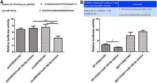 Figure 2 Interaction among hsa_circ_0007823, miR-182-5p and FOXO1. (A) The relationship between hsa_circ_0007823, and miR-182-5p using dual luciferase reporter gene assay. (B) The relationship between miR-182-5p and FOXO1 using dual-luciferase reporter gene assay. *P < 0.05, ***P < 0.001.