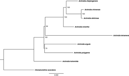 Figure 1. Phylogenetic relationships of 9 seed plants based on plastome sequences. Bootstrap percentages are indicated for each branch. GenBank accession numbers: Actinidia arguta (NC_034913.1), Actinidia chinensis (NC_026690.1), Actinidia deliciosa (NC_026691.1), Actinidia eriantha (NC_034914.1), Actinidia kolomikta (NC_034915.1), Actinidia polygama (NC_031186.1), Actinidia tetramera (NC_031187.1), Actinidia zhejiangensis (Unpublished), and Clematoclethra scandens subsp. hemsleyi (KX345299.1).