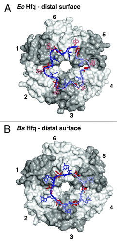 Figure 3. RNA binding on the distal surface of Hfq. (A) Recognition of an RNA with a (5′-ANA-3′)6 signature on EcHfq.Citation38 Transparent surfaces of Hfq protomers are colored in white and gray and numbered counterclockwise to relate the arrangement to Figure 2. RNA is shown as sticks with a backbone cartoon that is colored with a gradient from light to dark blue to indicate the 5′-3′ direction. Nucleotides that reside in specific binding pockets are in dark red (conserved “R”-site) and light red (‘A’-site for the second linker nucleotide), the unbound linker nucleotide is in blue. (B) Recognition of an RNA with a (5′-AN-3′)6 signature on BsHfq,Citation39 a representative from a gram-positive bacterium. Nucleotides that reside in specific binding pockets are in dark red (conserved “R”-site), the unbound linker nucleotide is in blue.