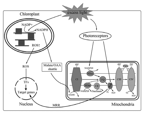 Figure 1 Putative signaling pathways from light to organelles. Under excess light conditions, reducing equivalents (such as NADPH) generated in chloroplast which can be transported to mitochondria by Malate/OAA shuttle; Excess reducing equivalents can be dissipated by non-phosphorylating pathways, including NDin and AOX. Photoreceptors also mediate light-induced expression of NAD(P)H and AOX. In addition, alternative pathway may play an important role in the initial greening process of etiolated plants through mitochondrial MRR pathways. AOX, alternative oxidase; OAA, oxaloacetate; CI, Complex I; CII, Complex II; CIII, Complex III; CIV, Complex IV; Cyt c, cytochrome c oxidase; MRR, mitochondria retrograde regulation; NDex, external type II NAD(P)H dehydrogenase; NDin, internal type II NAD(P)H dehydrogenase; ROS, reactive oxygen species; TFs, target factors; UQ, ubiquinone.