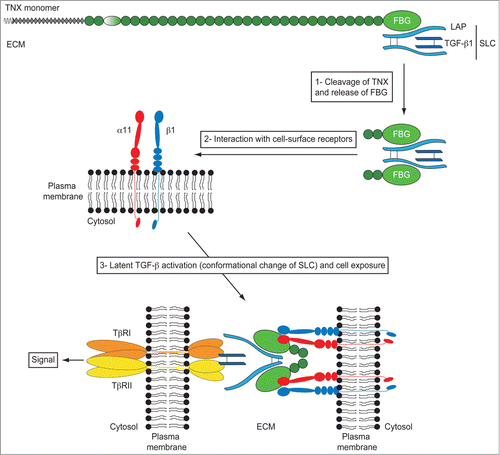 Figure 4. Model of TGF-β activation by the FBG-like domain of TN-X. The small latent TGF-β complex (SLC) interacts with the FBG-like domain of TN-X. In this full-length glycoprotein, the LAP·TGF-β thus constitutes a reservoir of signaling molecule within the ECM. During physiological or pathological events of ECM remodeling, we hypothesized that some proteases would cleave the FBG-like domain of TN-X from the full-length molecule. At the vicinity of cell membrane, the FBG-like domain interacts with the α11β1 integrin receptor, allowing a conformational change of the latent complex, facilitating the presentation of mature TGF-β to TβRII and TβRI receptors. Latent TGF-β activation by the FBG-like domain results in the induction of Smad signaling and subsequent TGF-β response, such as EMT.