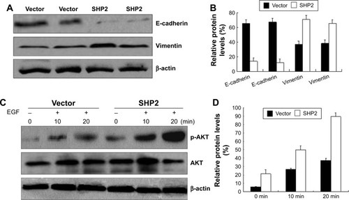 Figure 8 SHP2 overexpression enhances cell migration and invasion by increasing phospho-AKT levels in ovarian cancer cells.