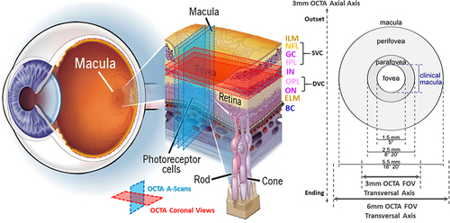 Figure 1 Macula in human eye: layers, zones, and OCTA FOVs.