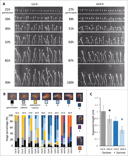 Figure 1. Germination and post-germination development of the elo3-6 mutant. (A) The Col-0 and elo3-6 seeds were sown on half-strength MS with 1% (w/v) sucrose, stratified for 48 h at 4°C, exposed to white light for 6 h to stimulate germination, shifted to darkness, and followed in time lapse with pictures taken every 1 h. The indicated time points refer to time after white light exposure. (B) Germination and post-germination stage percentage of Col-0 and elo3-6 seeds in darkness. The seeds were sown on half-strength MS without sucrose, stratified for 48 h at 4°C, exposed to white light for 6 h, and shifted to darkness. Fifty seeds were taken at the indicated time points. No germination, germination, and post-germination stages were observed under the stereomicroscope and quantified. (C) Col-0 and elo3-6 seedlings were grown 4 days on half-strength MS medium with (+) or without (−) sucrose in darkness. Bars represent mean values ± s.d. Differences between mutant and wild type were statistically analyzed with an unpaired two-tailed Student's t-test and significant differences are indicated with asterisks (P<0.05).