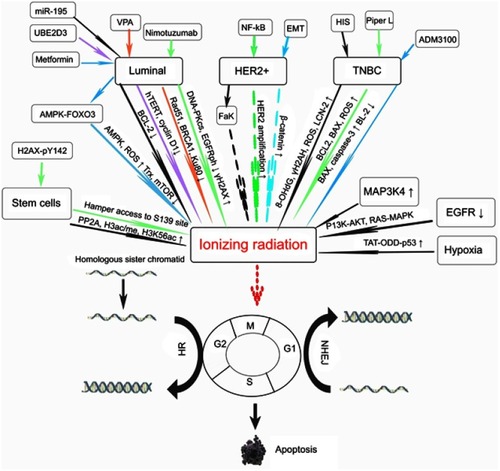 Figure 1 The mechanisms of ionizing radiation sensitizing and resistant effects in various subtypes of breast cancer and irradiation-induced apoptosis. †The arrows with identical color on different subtypes or cells indicate consecutively acting pathways.Abbreviations: VPA, valproic acid; EMT, epithelial-mesenchymal transition; HIS, histamine and its receptor 1 agonist; Piper L, Piper longumine; HER2, human epidermal growth factor receptor 2; TNBC, triple negative breast cancer; EGFR, epidermal growth factor receptor; EGFRph, phosphorylated EGFR; H3ac/me, acetylated and methylated histone 3, H3K56ac, acetylated H3K56; HR, homologous recombinational repair pathway; NHEJ, non-homologous end joining pathway.