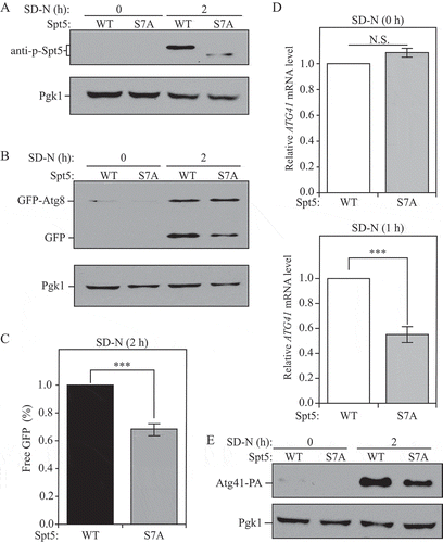 Figure 4. Dephosphoryaltion of Spt5 negatively modulates autophagy by downregulating ATG41 mRNA and protein levels after starvation. (A) Samples collected from cells expressing WT (DGY047) and nonphosphorylable Spt5 (DGY048) were analyzed by western blot. The phosphorylation of Spt5 was detected with the specific anti-p-Spt5 antibody. (B-C) Autophagy activity was measured by GFP-Atg8 processing in WT (DGY050) and Spt5[S7A] (DGY051) cells harboring endogenous GFP-ATG8 plasmids under growing conditions and after 2 h of starvation. The quantitative analysis of processed GFP after starvation (there is no processed GFP in the growing condition) is shown in (C), and the error bar represents the SEM of 3 independent experiments. The processed GFP of the WT strain after starvation was set as 1, and other values were normalized. ***, p < 0.005. (D) The mRNA level of ATG41 in WT (DGY047) and Spt5[S7A] (DGY048) cells was measured by RT-qPCR under growing conditions and starvation (SD-N, 1 h). The error bar represents the SEM of 3 independent experiments, and p values are reported for the comparison between the wild-type and Spt5[S7A] strains during starvation. N.S., not significant, ***, p < 0.005. (E) The anti-PA antibody was used to detect Atg41-PA in samples (WT, WXY127; Spt5[S7A], WXY128) collected from growing and starvation (SD-N, 2 h) conditions by western blot analysis.