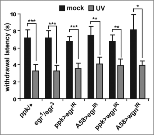 Figure 2 Eiger and Wengen do not affect the development of thermal hyperalgesia. Whole-animal eiger null mutants (egr1/egr3) or tissue-specific expression of RNAi transgenes targeting eiger (UASeigerIR) or wengen (UAS-wengenIR) were used to test development of thermal hyperalgesia 8 hours following UV irradiation. Epidermal-specific (via A58-Gal4) knockdown of Eiger and nociceptor-specific (via ppk-Gal4) knockdown of Wengen do not prevent thermal hyperalgesia following UV damage. Withdrawal latency was measured (in seconds) in response to a thermal probe heated to 45°C. Larvae of all genotypes treated with UV (gray bars) respond nearly twice as fast as their mock-treated counterparts (black bars). Error bars = SEM. *p < 0.05, **p < 0.01, ***p < 0.001.