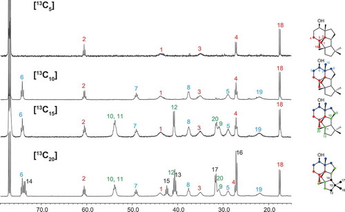 Figure 3. 13C NMR spectra of 13C-labeled 2 enzymatically synthesized by PchDS (CDCl3, 150 MHz).The solvent signal at δC 77.0 was used as a reference.