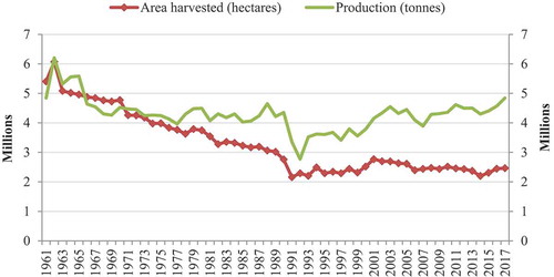 Figure 1. Globally areas cultivated for faba bean production (million hectares; filled triangle) and amount of production (million tons; filled smooth) from 1961 to 2017. Source: (FAO Citation2019).