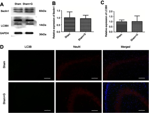 Figure S3 Autophagy markers expression levels in sham and sham + G groups. Representative western blots (A) and quantification of (B) Beclin1 and (C) LC3B-II, values are presented as mean±SD (n=6/group). (D) Representative immunofluorescent staining of LC3B (green) with NeuN (red) in hippocampus, scale bar =100 μm.