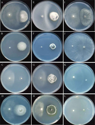 Figure 2. Mycelial interactions between Ascobolus denudatus and non-ammonia fungi. Asc. denudatus /Asp. niger at pH 5.5 (A) urea, 12th day; (B) NH4-N, 12th day; (C) NO2-N, 9th day; (D) NO3-N, 9th day. Asc. denudatus/P. citrinum at pH 5.5 (E) urea, 9th day; (F) NH4-N, 12th day; (G) NO2-N, 18th day; (H) NO3-N, 12th day. Asc. denudatus/T. viride at pH 5.5 (I) urea, 9th day; (J) NH4-N, 19th day; (K) NO2-N, 18th day; (L) NO3-N, 12th day.