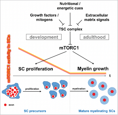 Figure 1. Context-dependent functions of mTORC1 signaling in Schwann cells (SCs). Schematic graph showing developmental downregulation of SC mTORC1 activity to basal levels in adulthood. The mTORC1 decline is necessary for the differentiation of SC precursors to mature SCs that myelinate axons. While mTORC1 activity promotes proliferation of SC precursors during development, it stimulates myelin growth in adulthood. mTORC1 activity in SCs is adjusted by the TSC complex, which is negatively regulated by various upstream pathways.
