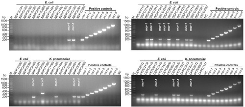 Figure 3 Molecular detection of mcr genes in bacterial isolates by the multiplex PCR method. Colistin-resistant bacterial strains (43 isolates of E. coli and 17 isolates of K. pneumoniae) were tested for the presence of mcr genes. Total bacterial DNA was obtained by the boiling method and applied to the multiplex PCR assay. E. coli strain Top10 harboring the mcr-encoding plasmid was included as a positive control. NC, E. coli TOP10 with empty vector pUC57. M shows the molecular size marker.
