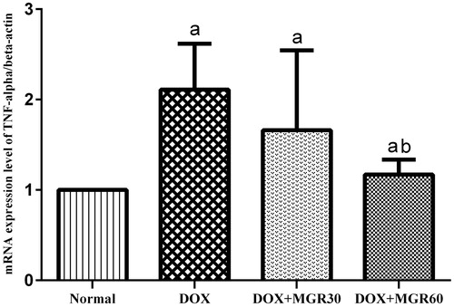 Figure 1. Effect of MGR on DOX-induced alteration of TNF-α mRNA expression level. mRNA expression levels are normalized to β-actin as housekeeping gene. Values are presented as mean ± SD (n = 5), ap < 0.05 versus the normal group; bp < 0.05 versus the DOX group; normal = normal group, DOX = doxorubicin 15 mg/kg bw, DOX + MGR30 = DOX 15 mg/kg bw and MGR 30 mg/kg bw/d, DOX + MGR60 = DOX 15 mg/kg bw, and MGR 60 mg/kg bw/d.