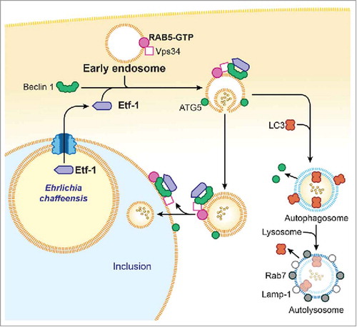 Figure 1. Proposed model for Etf-1-mediated autophagy fueling E. chaffeensis growth. Secreted Etf-1 interacts with RAB5, VPS34, and Beclin 1 to induce complex formation and localize to the ATG5-positive “precursor of preautophagosomes.” If not fused with E. chaffeensis inclusions, Etf-1 autophagosomes mature to autolysosomes to generate cytosolic nutrients (∘∘) (right side). When nascent Etf-1 preautophagosomes fuse with E. chaffeensis inclusions, they deliver captured cytosolic nutrients to the inclusions where lysosomal fusion is blocked (left side).