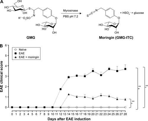 Figure 1 Treatment with moringin ameliorates clinical score in EAE mice.