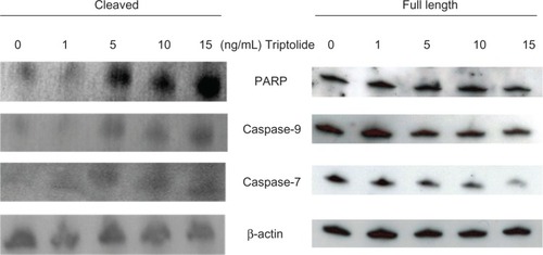 Figure 4 Effect of triptolide on pro-apoptotic proteins expression levels.