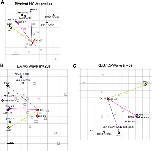 Figure 6. Antigenic mapping of neutralization titers for bivalent vaccinated, BA.4/5-wave infected, and XBB.1.5-wave infected cohorts (associated with Fig 2). The Racmacs programme (1.1.35) was used to generate antigenic maps for neutralization titers from (A) the bivalent vaccinated, (B) the BA.4/5 wave infected, and (C) the XBB.1.5-wave infected cohorts. Circles represent the variants and squares represent the individual sera samples. Arrows between D614G and selected variants are labeled with the distance between those variants in antigenic units (AU). One square on the grid represents one antigenic unit squared.