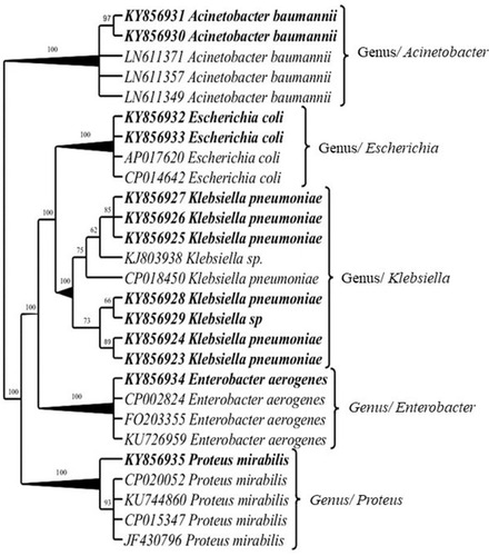 Figure 3 Dendrogram of the carbapenem-resistant bacterial pathogen isolated from clinical samples, constructed based on the 16S rRNA gene sequences. Bootstrap support value above branches, newly generated sequences of the isolated carbapenem-resistant Gram-negative bacterial pathogens in bold.