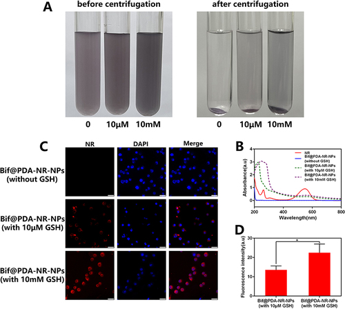 Figure 5 In vitro analysis of binding stability between Bif and PDA-NR-NPs. (A) After different concentrations of GSH were added to Bif@PDA-NR-NPs, the color of solutions changed before and after centrifugation. (B) UV-vis absorbance curves of supernatants after centrifugation. (C) The cellular uptake of supernatants in Bif@PDA-NR-NPs solutions with different GSH concentrations (Scale bar=40μm). (D) The relative fluorescence intensity corresponding to cellular uptake. Data are presented as mean ± SD (n=3, *P < 0.05).