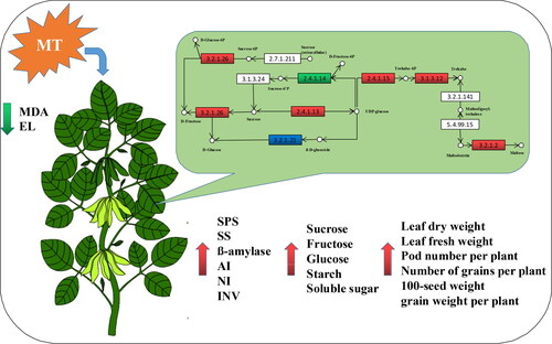 Figure 8. Effects of exogenous melatonin on sugar metabolism of soybean under drought stress. Red indicates up-regulated genes and metabolites, green indicates down-regulated genes and metabolites, and blue indicates the composition of up-regulated and down-regulated genes.