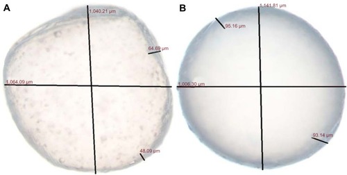 Figure 1 G-SA microcapsules (A) and G-DCA-SA microcapsules (B).